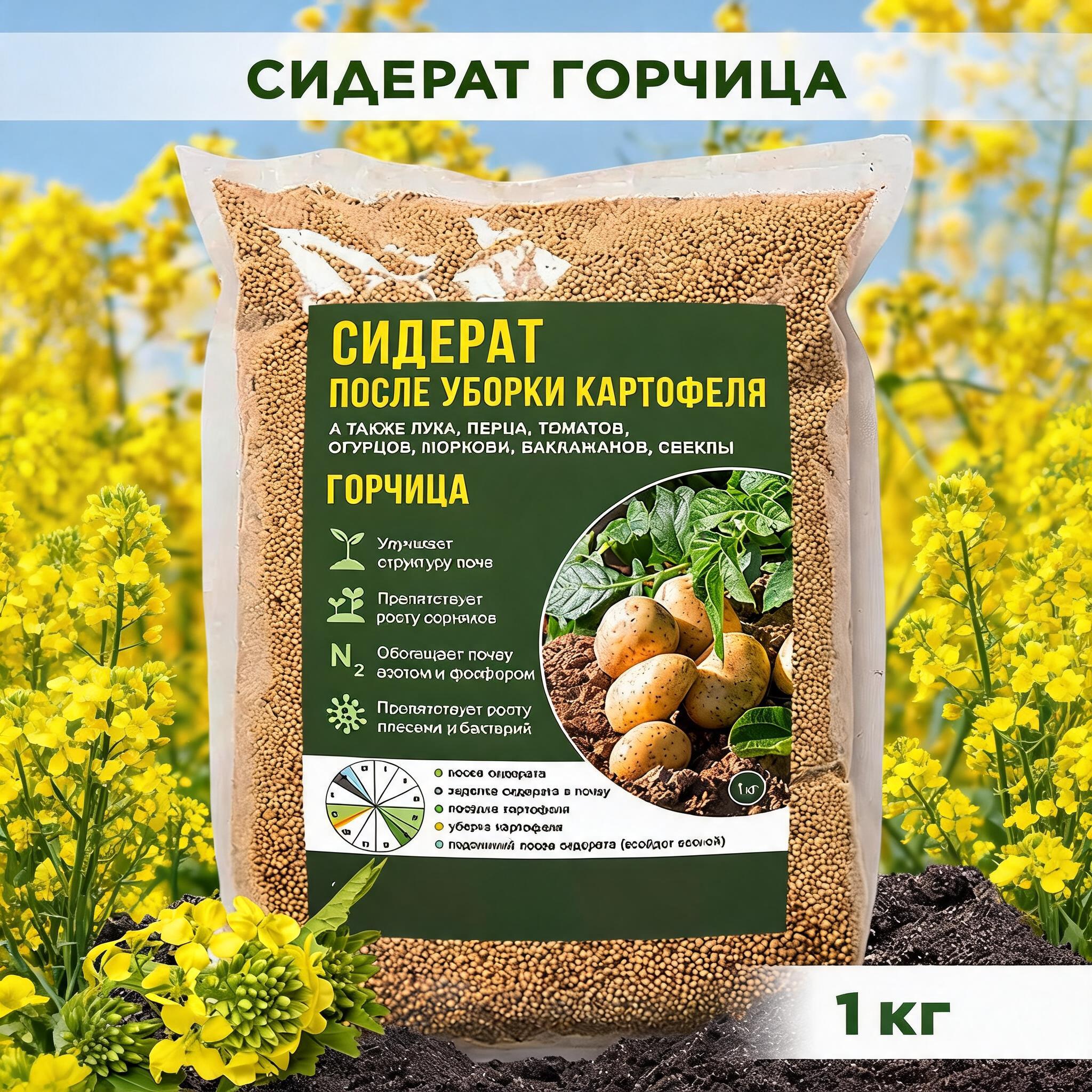 Сидерат горчица
